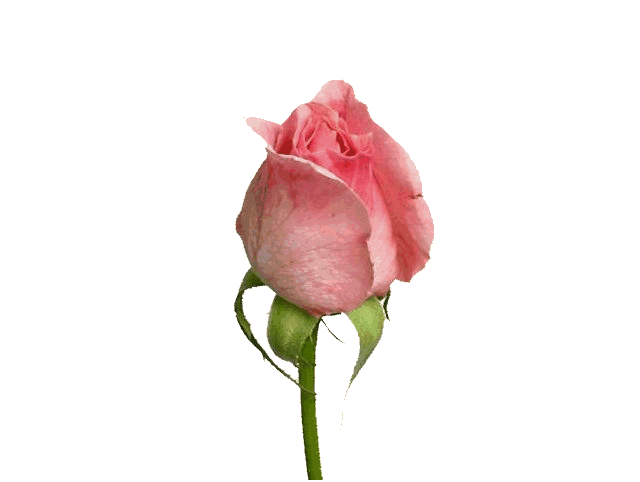 Lymington rose